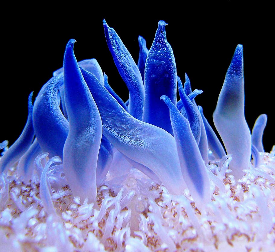 blue and white sea anemone, coral reef, meeresbewohner, sea animal, HD wallpaper