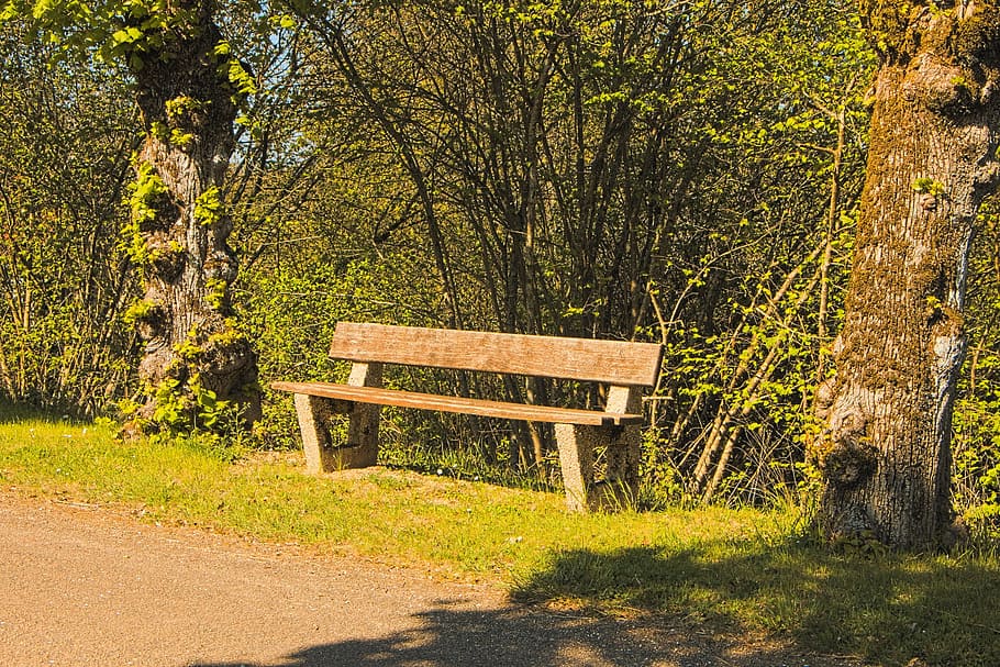 bench, seat, rest, object, outside, public, plant, tree, nature HD wallpaper