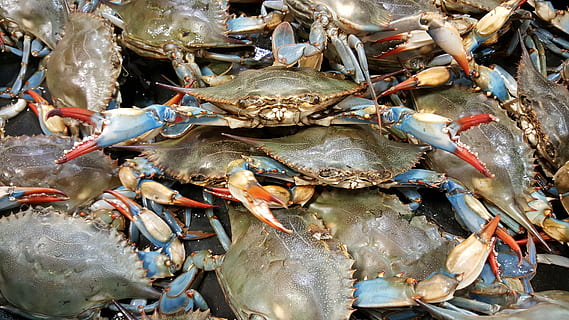 gray crab lot, blue, live, shellfish, seafood, crustacean, ocean HD wallpaper