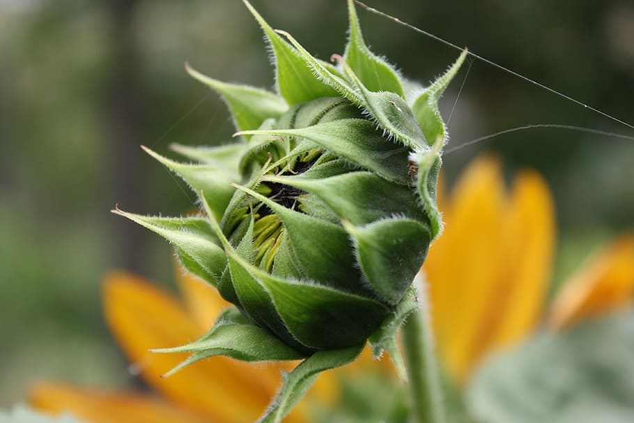 flower, spider web, plant, sunflower, blossoming, garden, nature HD wallpaper