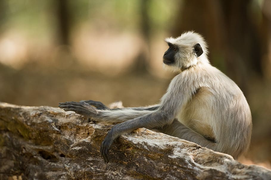 white monkey laying on rock formation, selective-focus photography of brown primate HD wallpaper