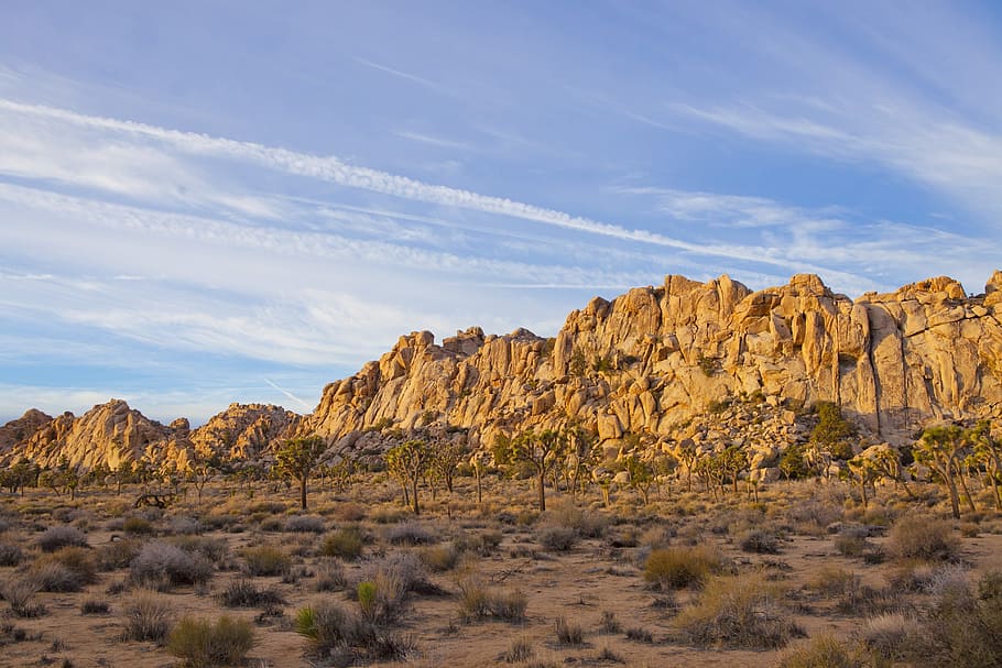 joshua tree, desert, california, mojave, dry, natural, rock HD wallpaper