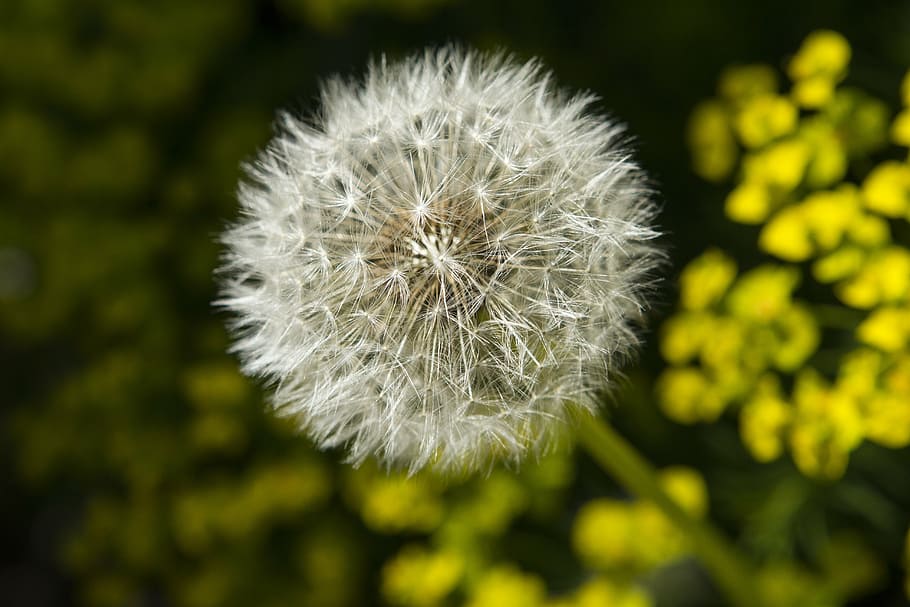dandelions, common dandelion, flowers, flowering plant, fragility HD wallpaper
