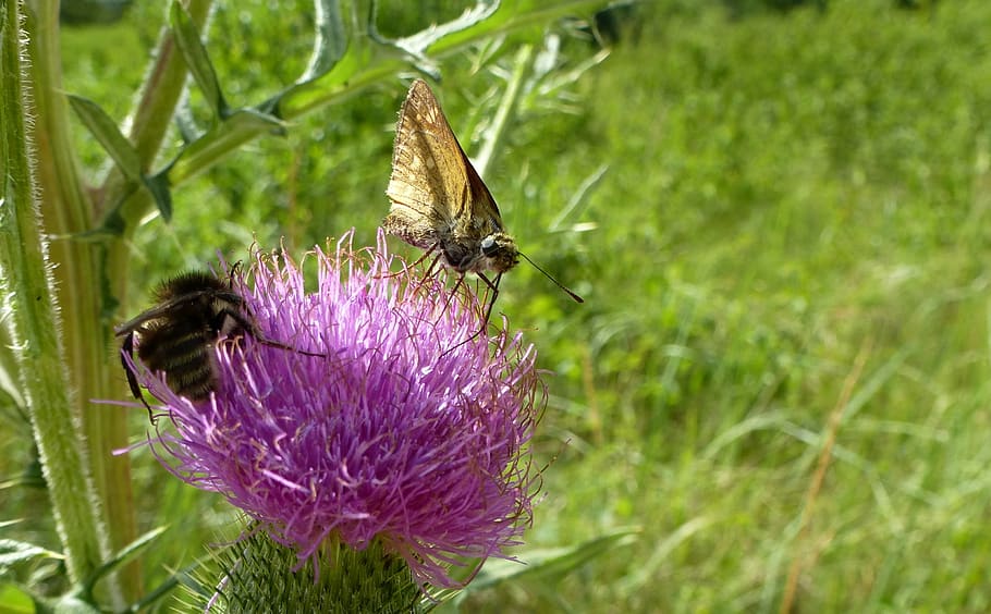 thistle, butterfly, insect, flower, animal themes, flowering plant HD wallpaper