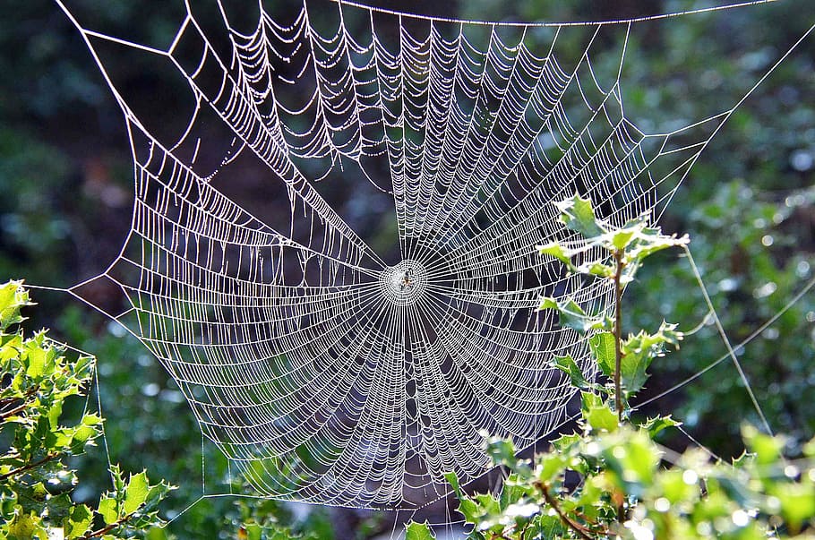 cobweb on leaf plant, nature, spider web, dew, fragility, focus on foreground HD wallpaper