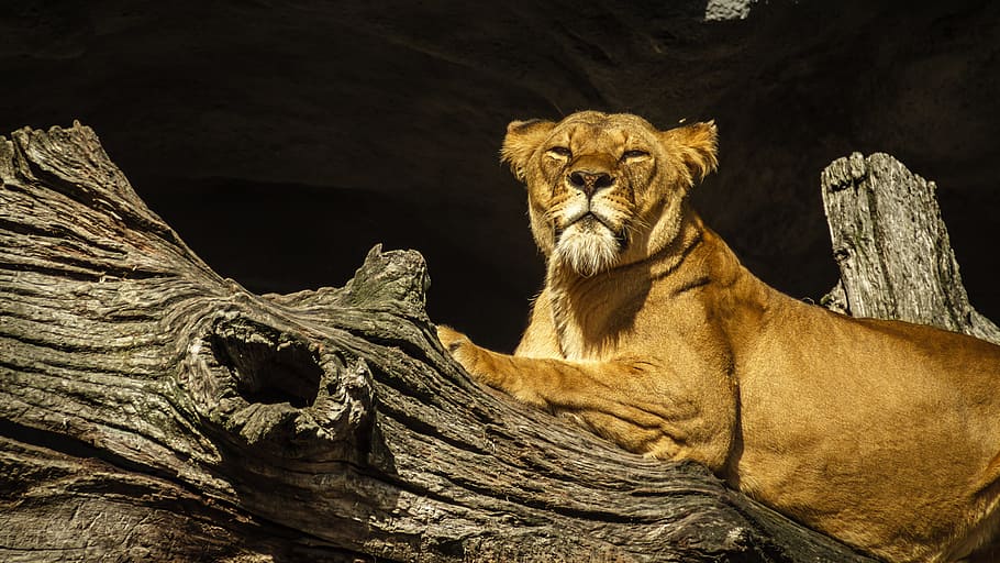wood, sun, animal, park, big, big cat, brown, carnivore, face HD wallpaper