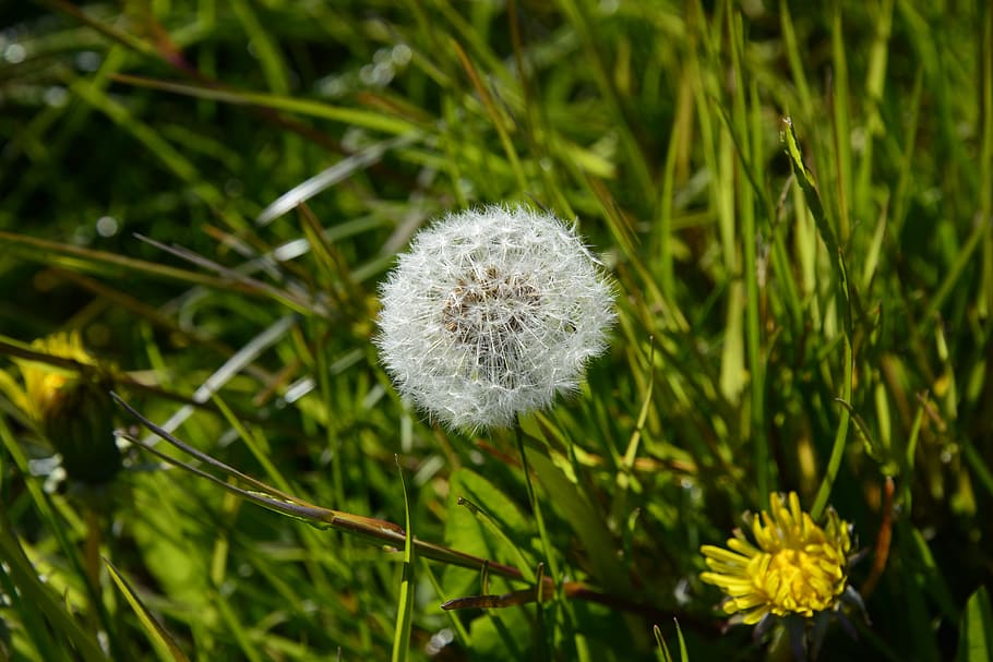 Dandelion, Lint, Nature, White, Seeds, dry, flower, growth HD wallpaper