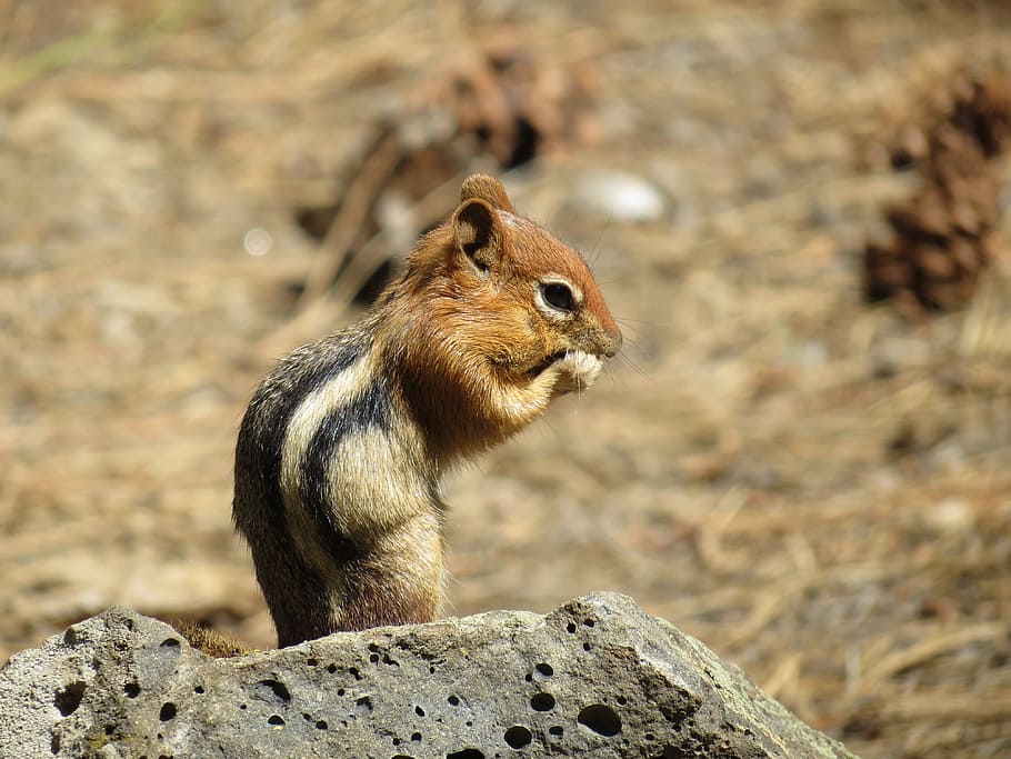 squirrel, newberry, usa, chipmunk, animal themes, animal wildlife HD wallpaper