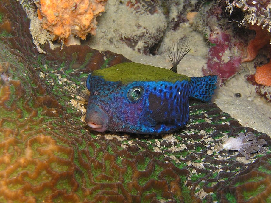 boxfish, diving, underwater, red sea, eritrea, animal, animal themes HD wallpaper
