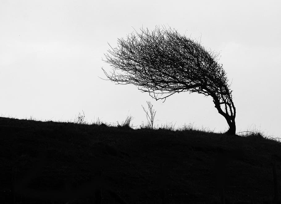 silhouette of tree, windswept, cliff top, coastal, landscape HD wallpaper