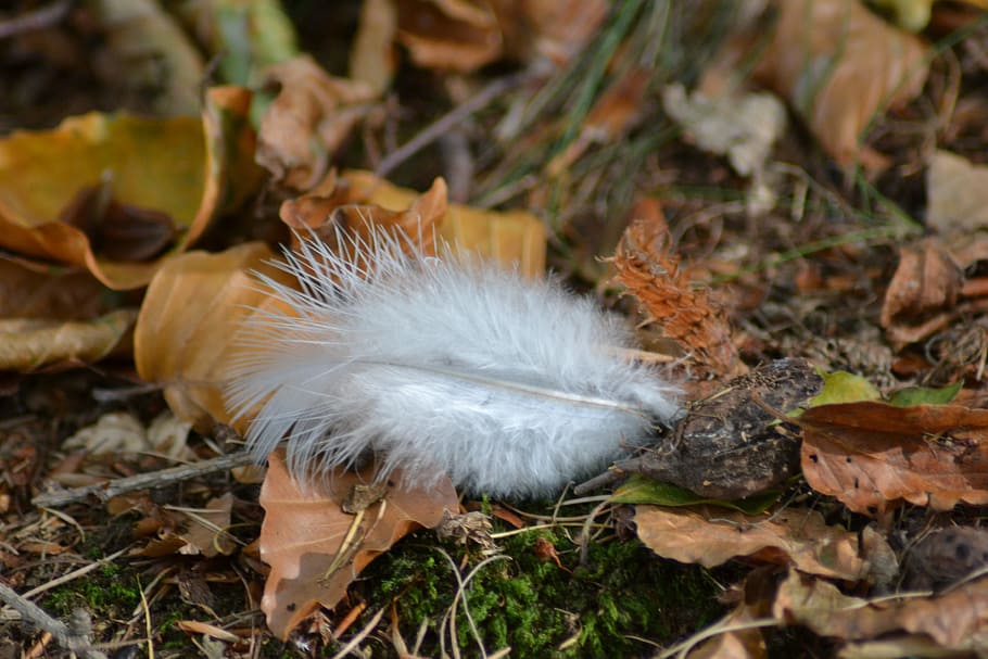 Forest Floor, Leaves, Spring, to find, bird feather, nature HD wallpaper