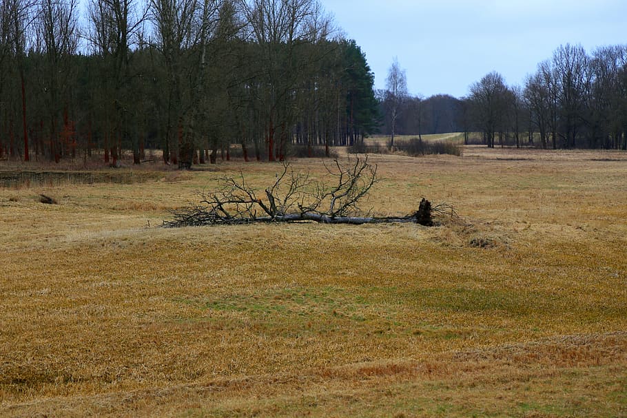 fallen tree, field, forest, nature, landscape, meadow, plant HD wallpaper
