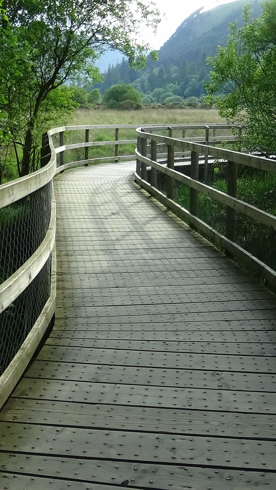 boardwalk, wavy, planks, handrail, tree, plant, railing, the way forward HD wallpaper