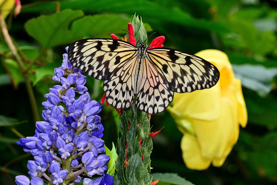 Paper Kite butterfly perched on the flower, tree nymph, insect HD wallpaper