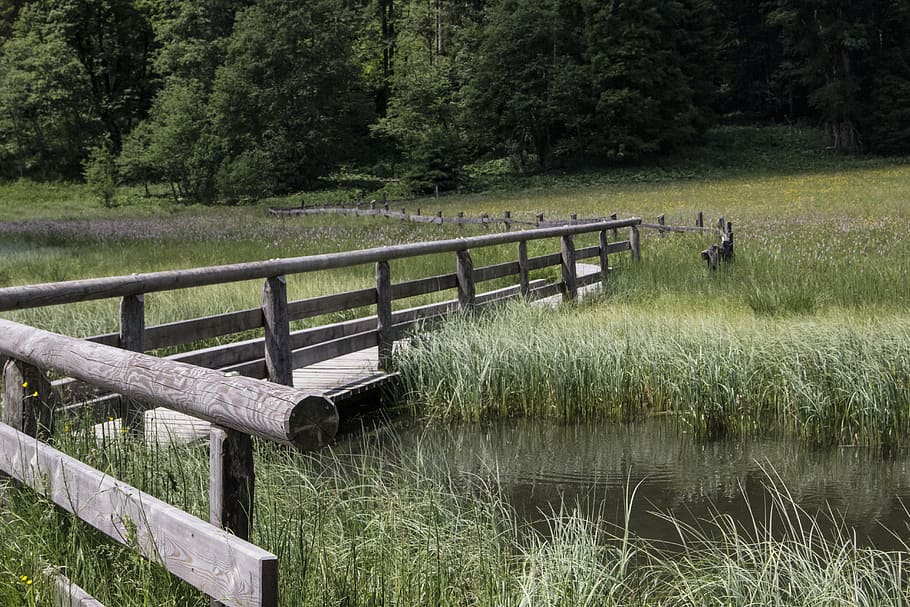 web, bridge, water, lake, plant, forest, reed, nature, wood HD wallpaper