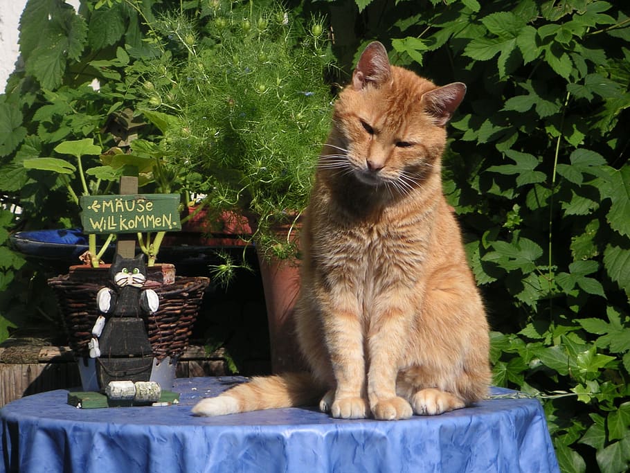 cat, red tomcat, mackerel, mammal, animal themes, plant, no people HD wallpaper
