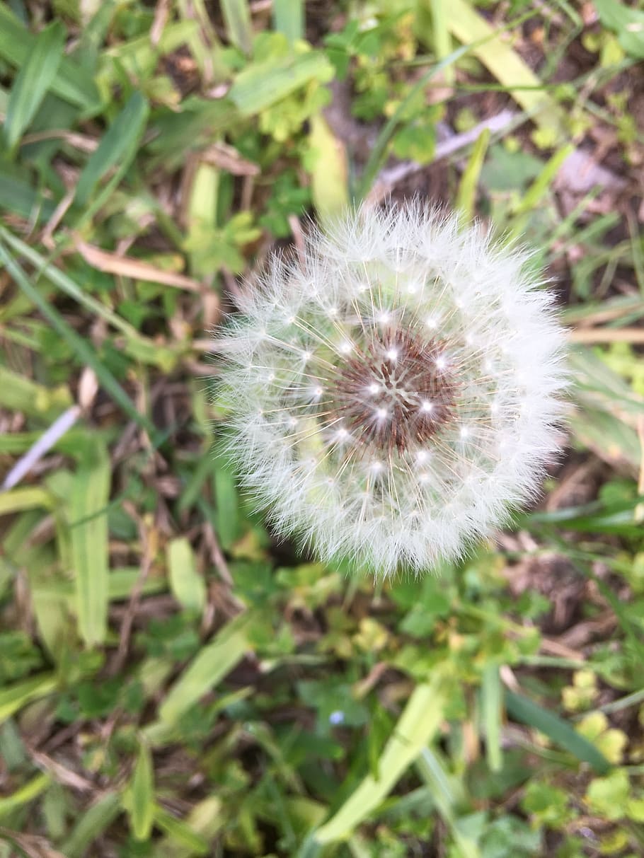 wild, delicate, nature, spring, wild flowers, plants, dandelion HD wallpaper
