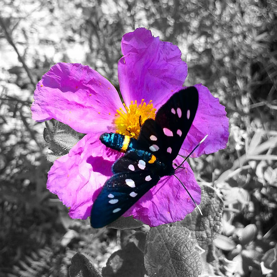 butterfly, flower, background, insect, nature, butterfly - Insect HD wallpaper