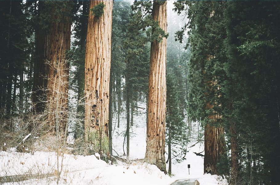 redwoods, trees, tall, forest, california, sequoia, giant redwood, HD wallpaper