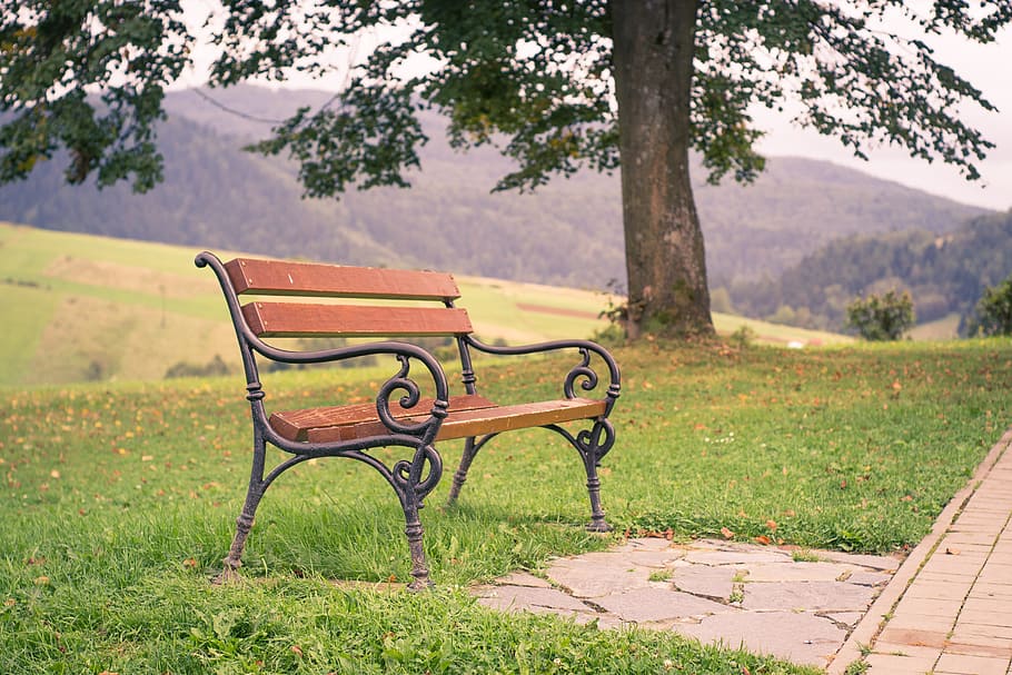 selective focus photography of bench placed near tree, park HD wallpaper