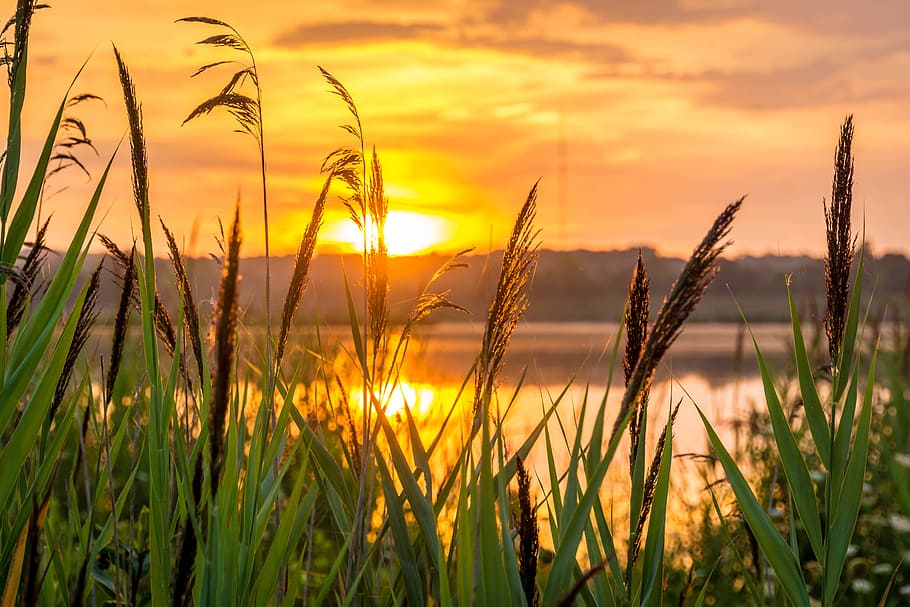 grass beside the lake during sunset, sunrise, hope, morning, nature, HD wallpaper