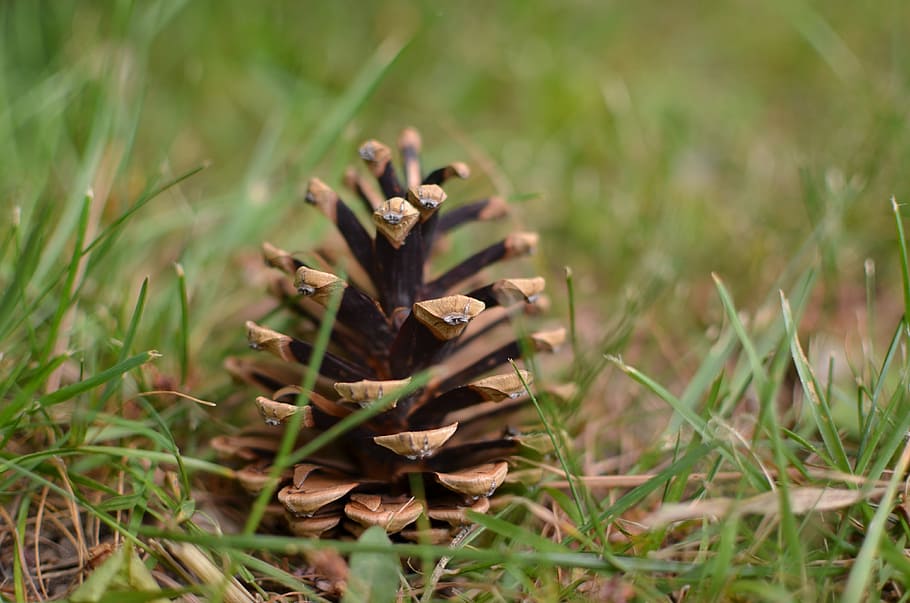 Pinecone, Tree, Conifer, Forest, green, points, garden, grass HD wallpaper