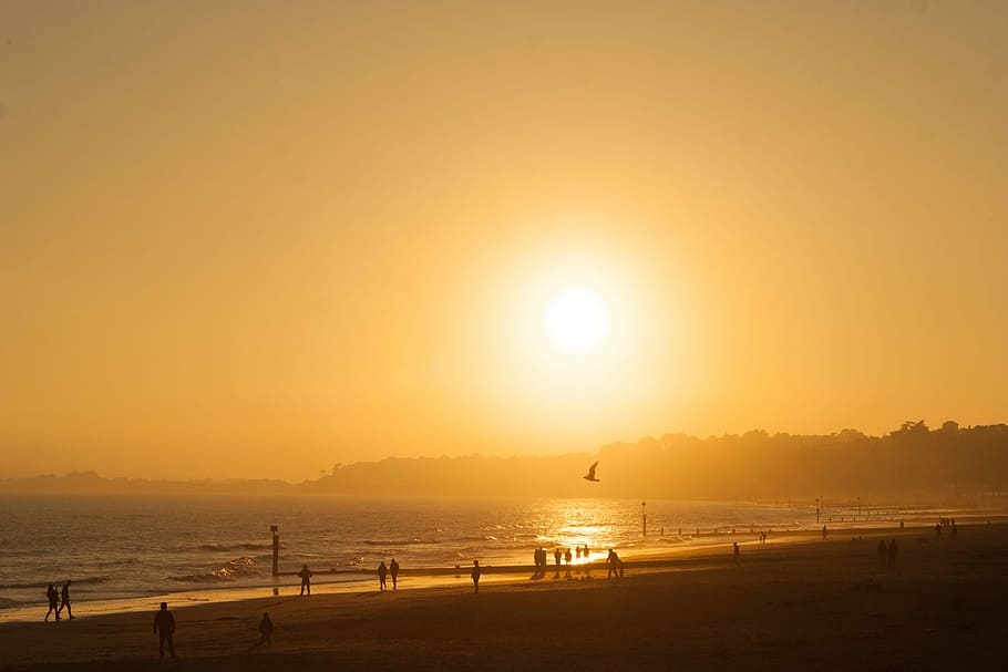golden hour photography of several people on seashore, silhouette photography of bird flying above people on seashore during golden hour HD wallpaper