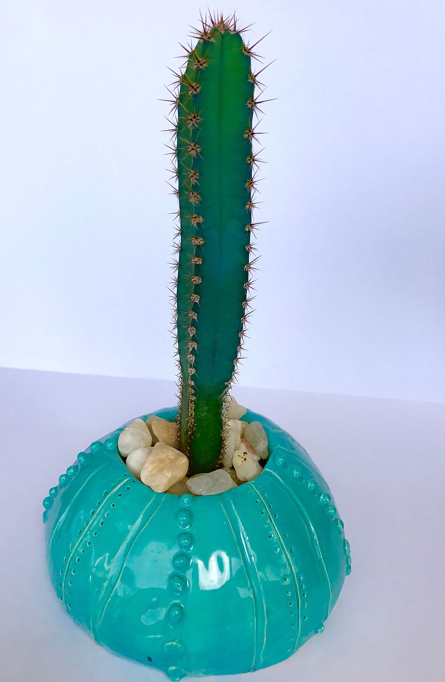 cactus, spiky, prickly, thorn, succulent, summer, green color HD wallpaper