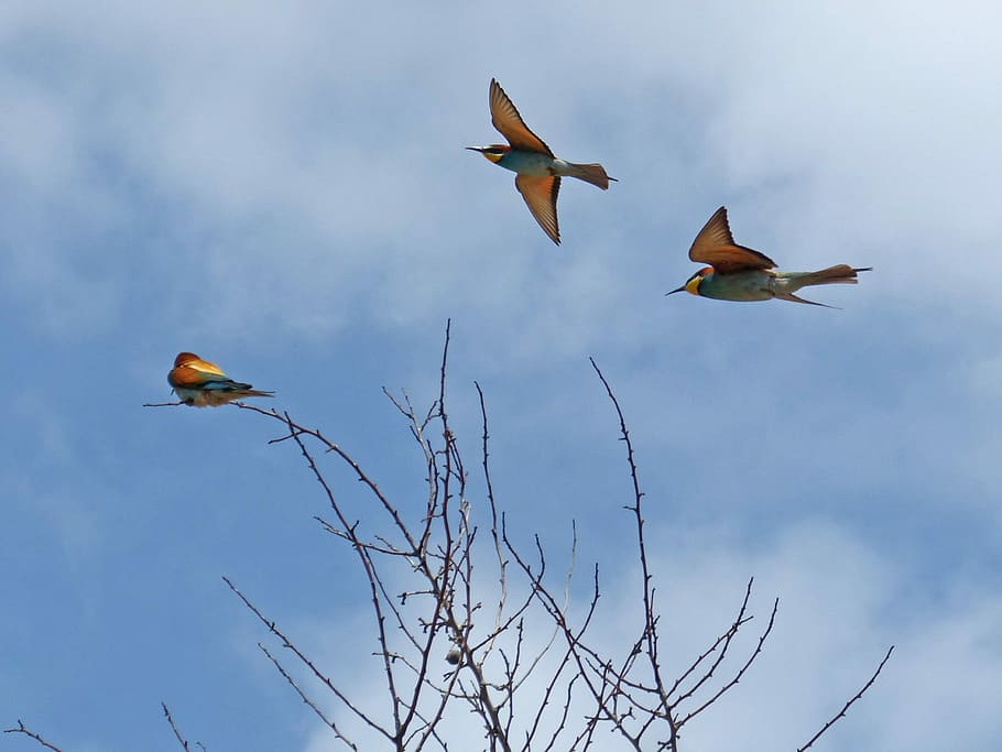 bird, bee-eater, flight, fly, abellerol, merops apiaster, branch, HD wallpaper
