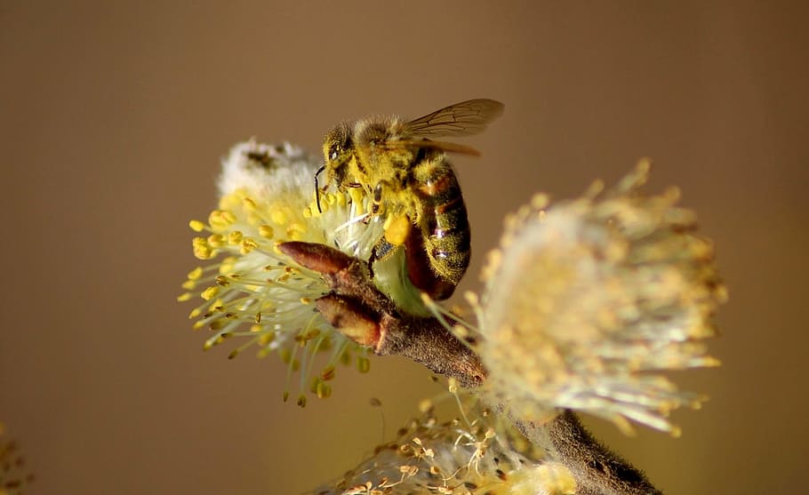 bee, macro, forage, flower, nectar, garden, one animal, insect HD wallpaper
