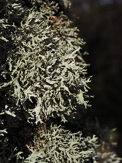 beef, poplar, poplar bark, tribe, log, tree, white poplar, weave HD wallpaper