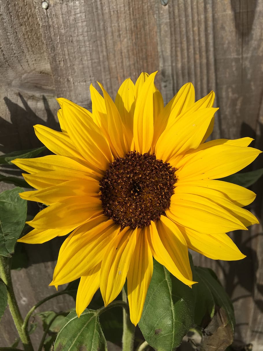 garden, summer, yellow, flower, flowering plant, petal, fragility HD wallpaper