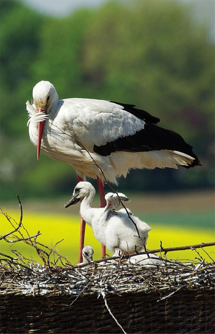 stork, young stork, storchennest, bird, vertebrate, animal themes HD wallpaper