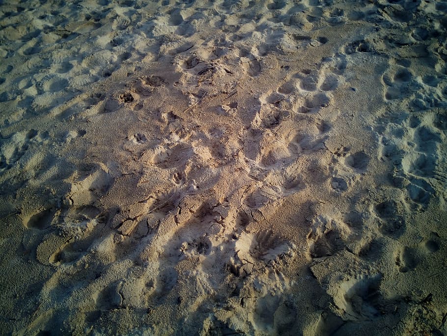 sand, beach, treads, footprints, barefoot, feet, texture, sea HD wallpaper