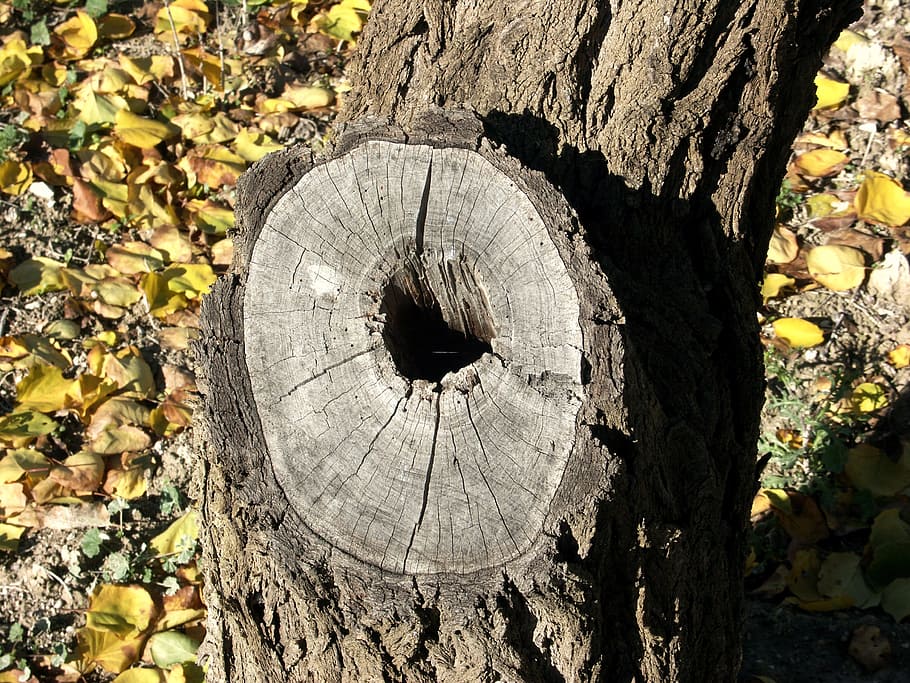 tree, wood, time, trunk, bark, pine wood, nature, trees, trunks of trees HD wallpaper