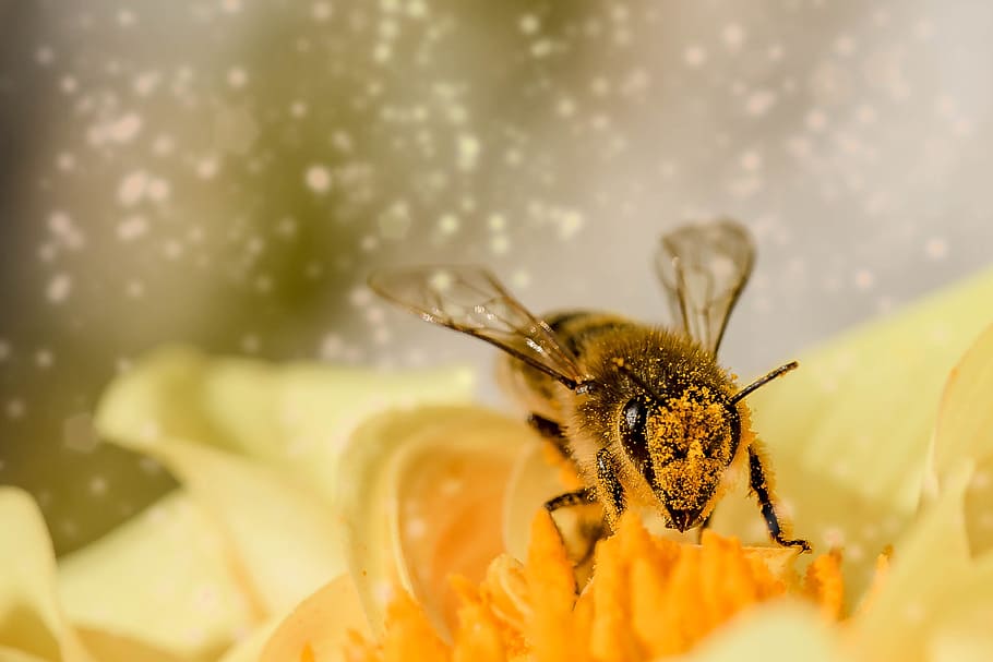 honeybee on yellow nectar flower, insect, animal, hymenoptera HD wallpaper