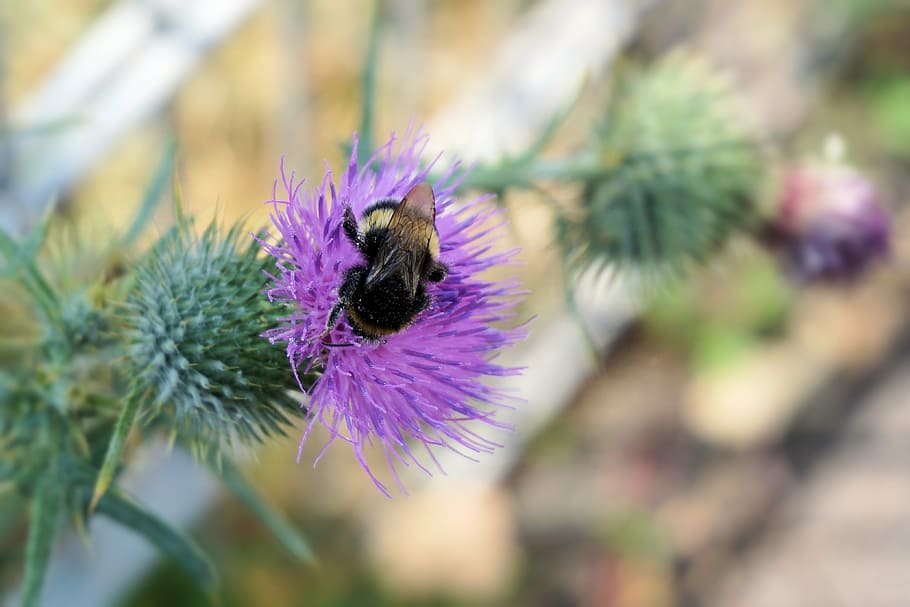 flower, thistle, blossom, bloom, purple, nature, macro, prickly HD wallpaper