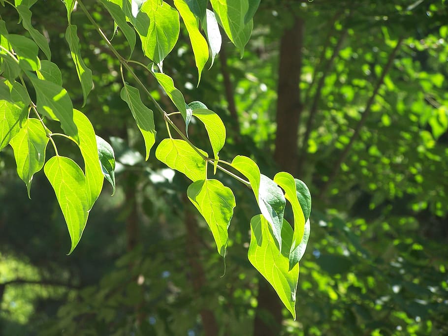leaves, green, tree, branch, nature, summer, leaf, plant part HD wallpaper
