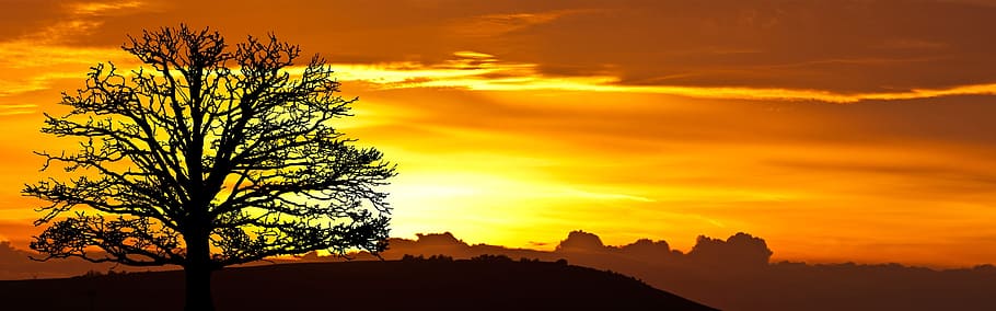 sunrise, tree, nature, sky, landscape, silhouette, orange, sunlight HD wallpaper