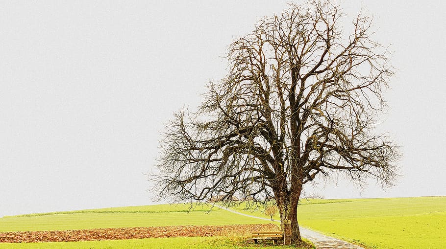 tree, landscape, fields, season, plant, bare tree, sky, branch HD wallpaper