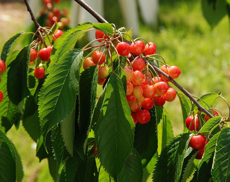 food, healthy, red, summer, berries, branch, bunch, cherries HD wallpaper