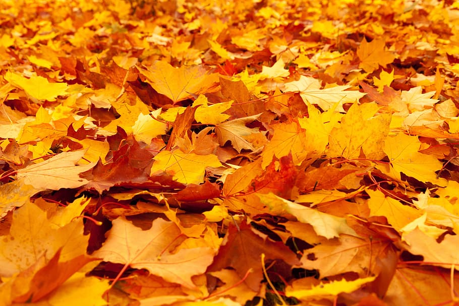 field of brown leaves, maple, leafs, autumn, background, color, HD wallpaper