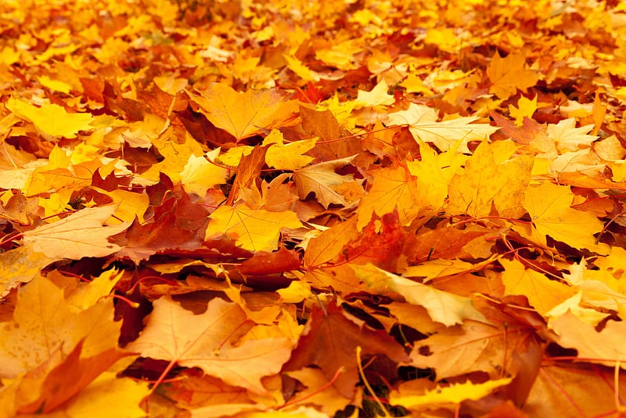 field of brown leaves, maple, leafs, autumn, background, color HD wallpaper