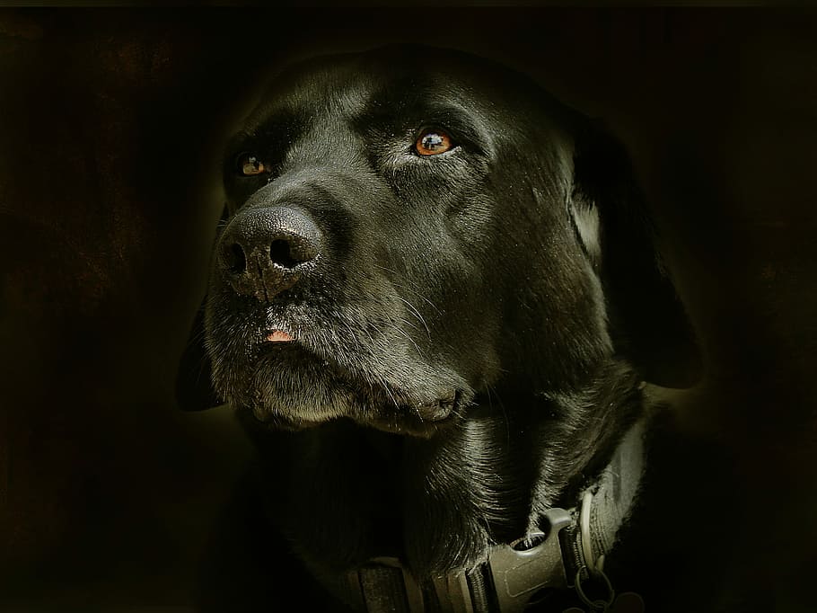 Dog, Face, Posing, retarto, one animal, horror, black background HD wallpaper