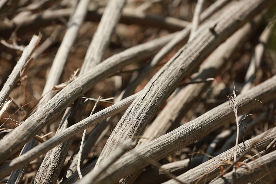 tree, branches, wood, fire, vintage, tree bark, nature, trunk HD wallpaper