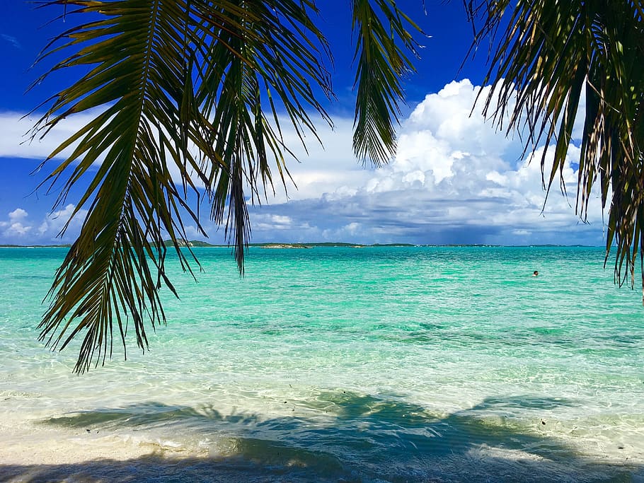 beach near palm tree, bahamas, caribbean, ocean, island, sand, HD wallpaper