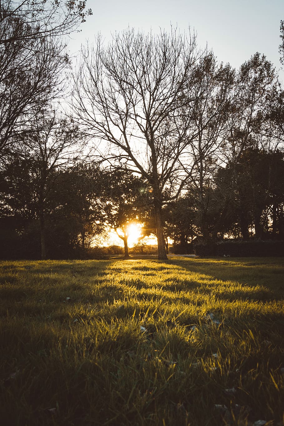 bare tree on green grass, brown dry trees on green grass field HD wallpaper