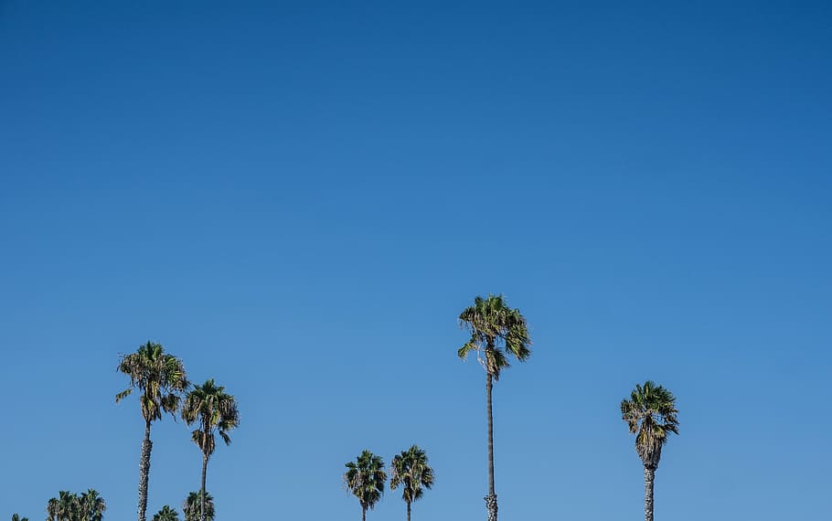 coconut trees under blue sky, palm trees, tropical, paradise HD wallpaper
