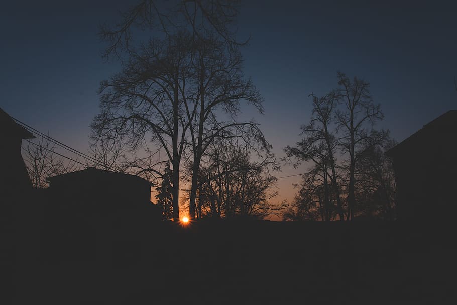 wood, light, city, dawn, backlit, branches, clear, dark, dusk HD wallpaper