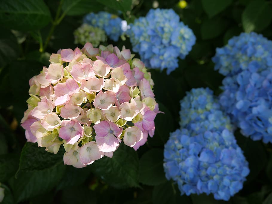 Hydrangea, Kumamoto, Flowers, Pink, japan flower, natural, nature HD wallpaper